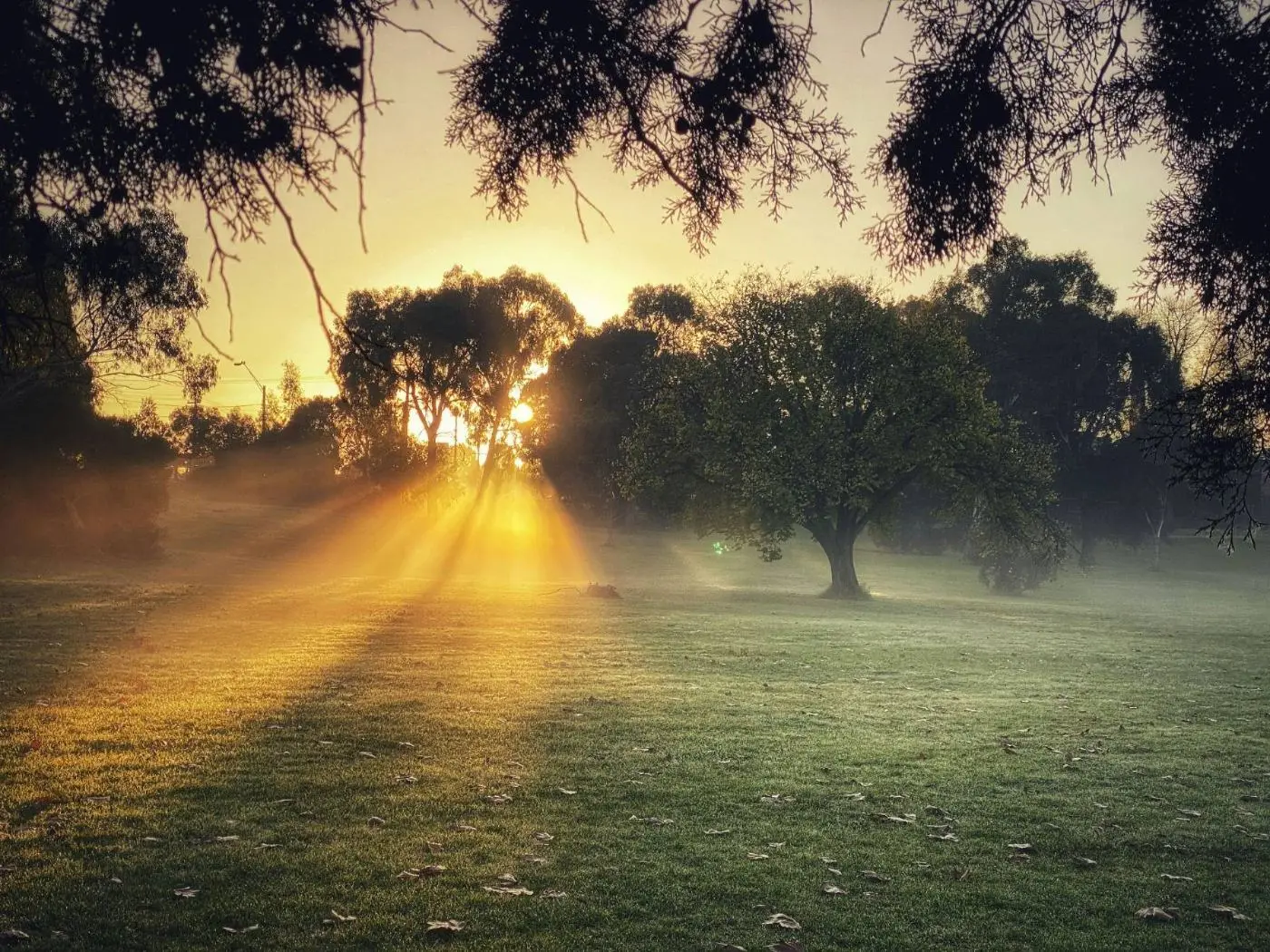Morning mist